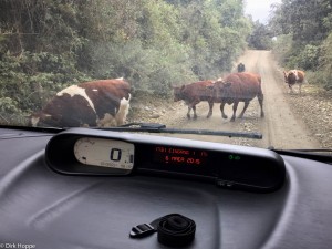 Kuehe auf der Strasse