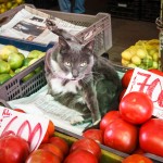 Santiago - Katze im Grossmarkt