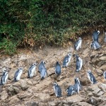 Chiloe - Pinguin Watching